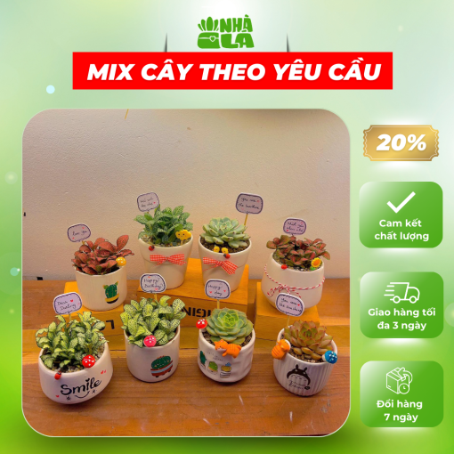 cay-trong-trong-nha-mix-theo-yeu-cau