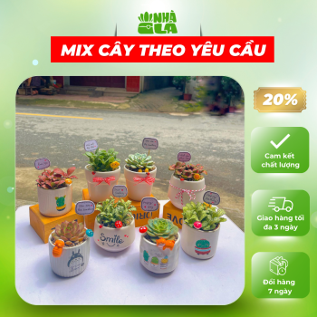 cay-trong-trong-nha-mix-theo-yeu-cau