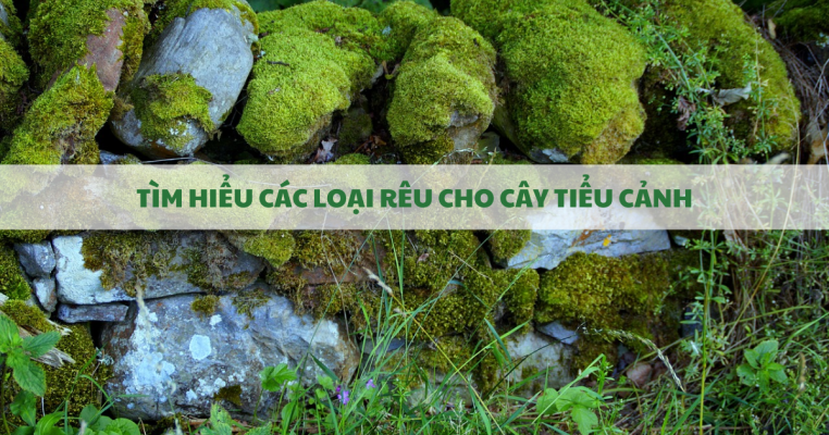 rêu cho chậu cây tiểu cảnh