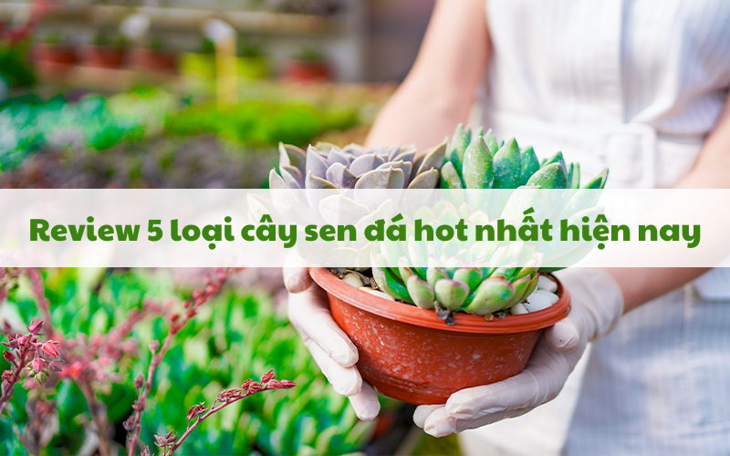 Review 5 loại sen đá hot nhất hiện nay