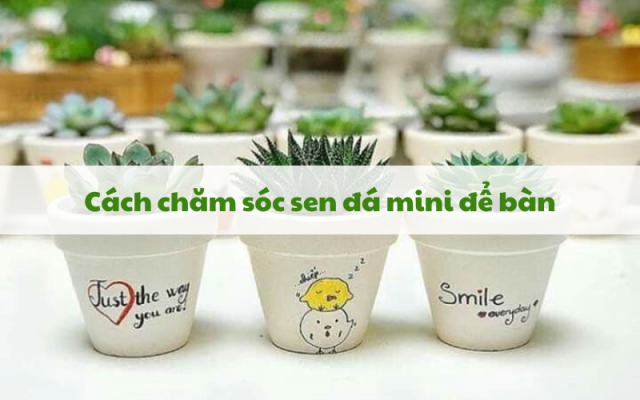 Cách chăm sóc sen đá mini để bàn