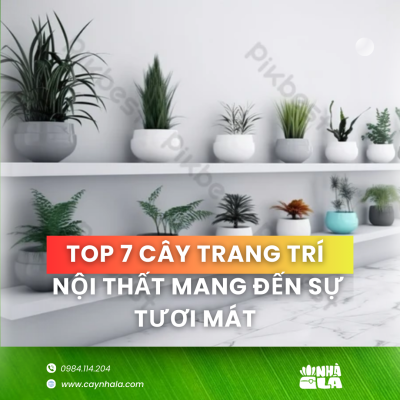 Top 7 Cây Trang Trí Nội Thất Mang Đến Sự Tươi Mát