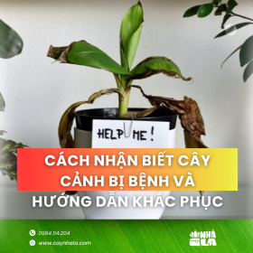 cách nhận biết cây bị bệnh