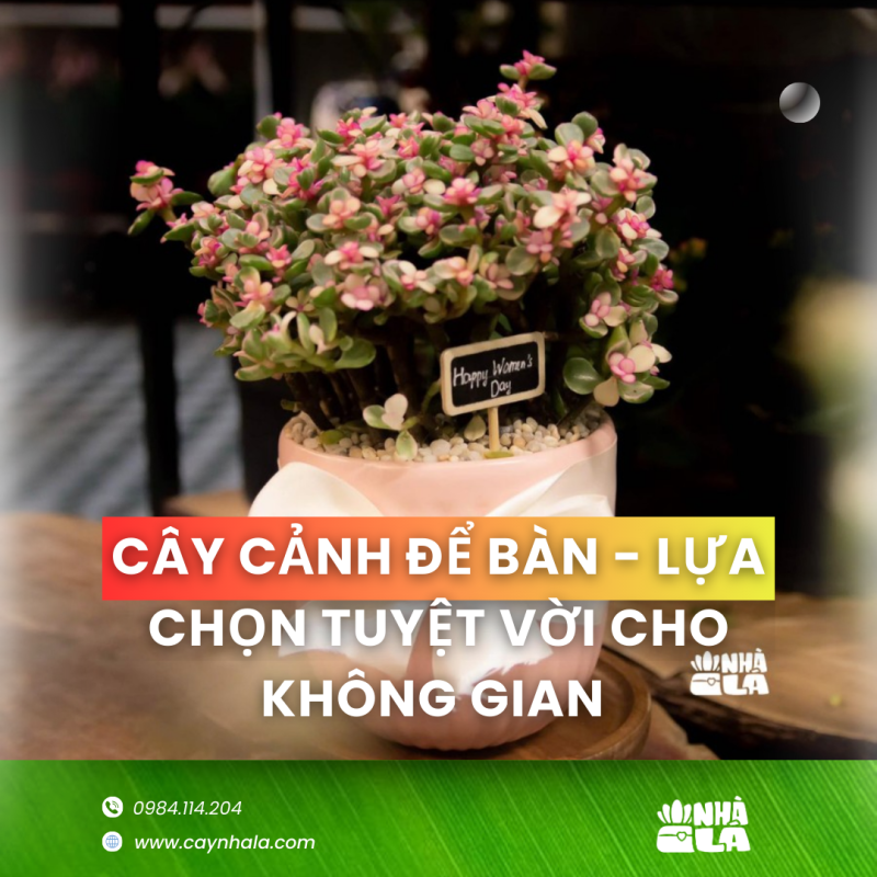 Cây Cảnh Để Bàn - Lựa Chọn Tuyệt Vời Cho Không Gian Sống