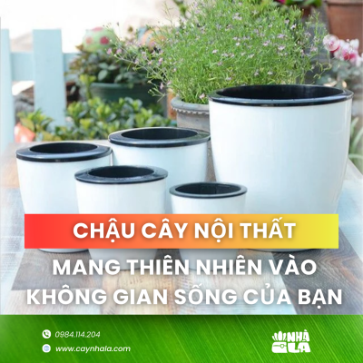 chậu cây nội thất