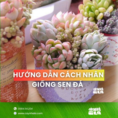 Hướng Dẫn 2 Phương Pháp Nhân Giống Sen Đá