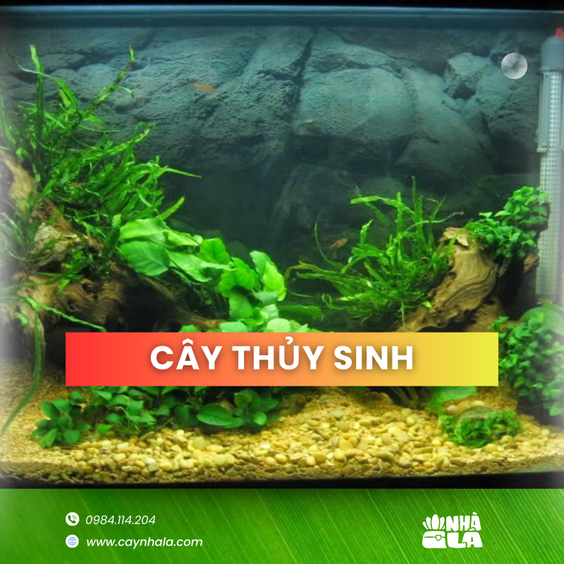 Cây thủy sinh