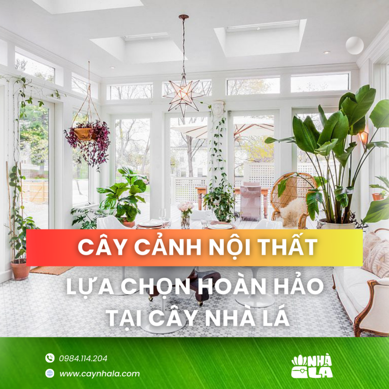 cây cảnh nội thất