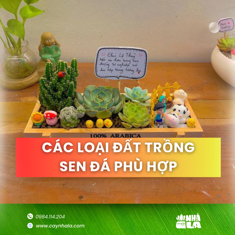 Đất trồng phù hợp