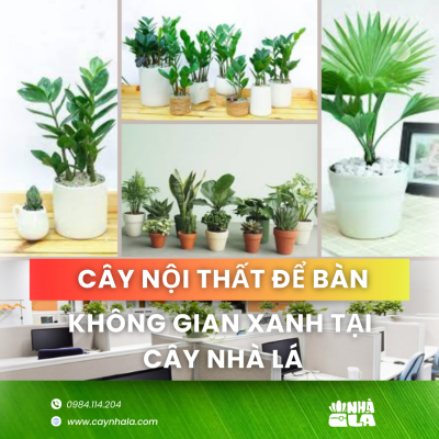 cây nội thất để bàn