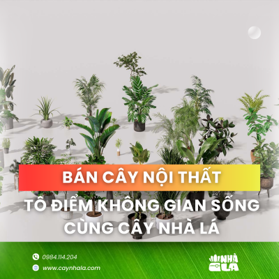 bán cây nội thất