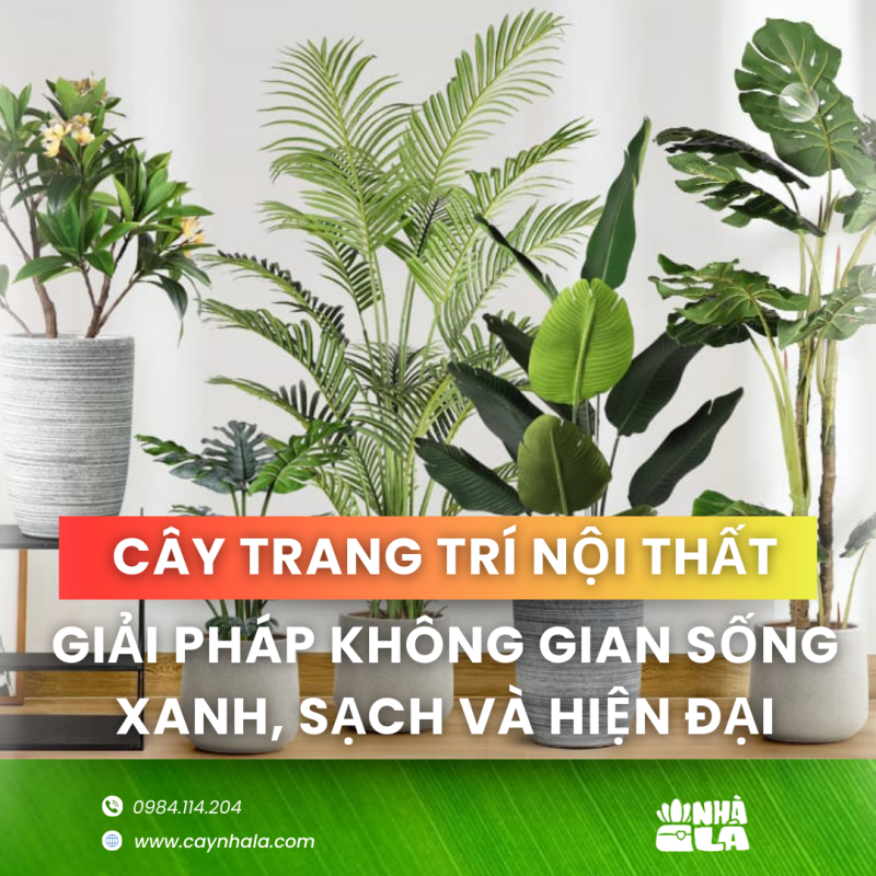 cây trang trí nội thất