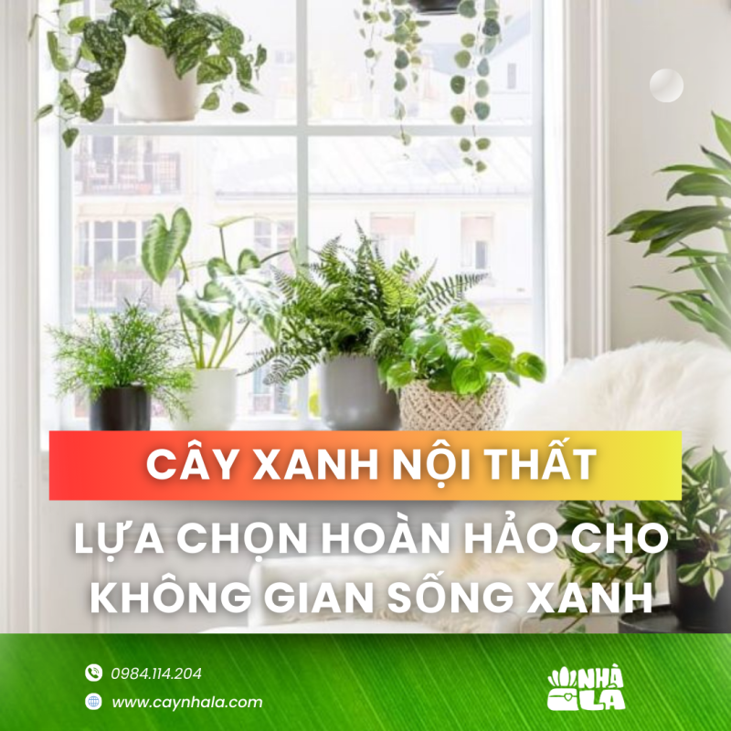 cây xanh nội thất