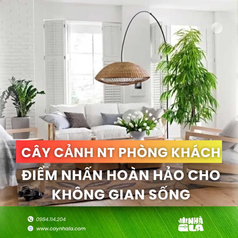 cây cảnh nội thất phòng khách