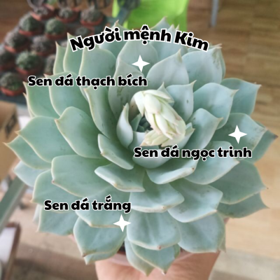 Cây sen đá hợp mệnh kim