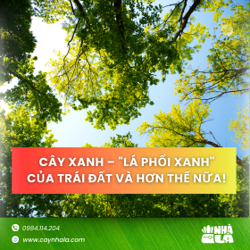 Cây xanh lá phổi xanh của trái đất