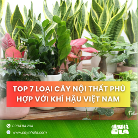 Top 7 loại cây nội thất phù hợp với khí hậu Việt Nam